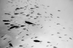 MG_1283BW